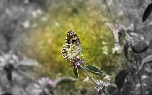 518105 (a): :2560x1600